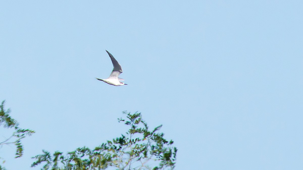Gull-billed Tern - ML645703314