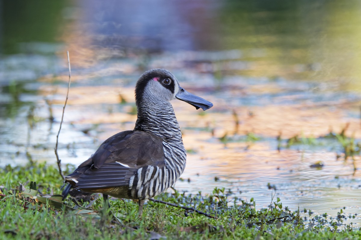 Pink-eared Duck - ML645703325