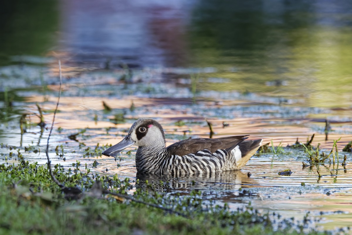 Pink-eared Duck - ML645703326
