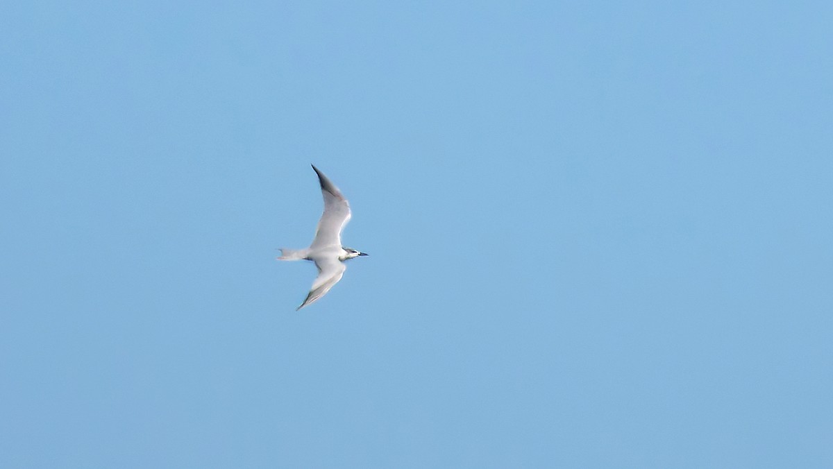 Gull-billed Tern - ML645703327