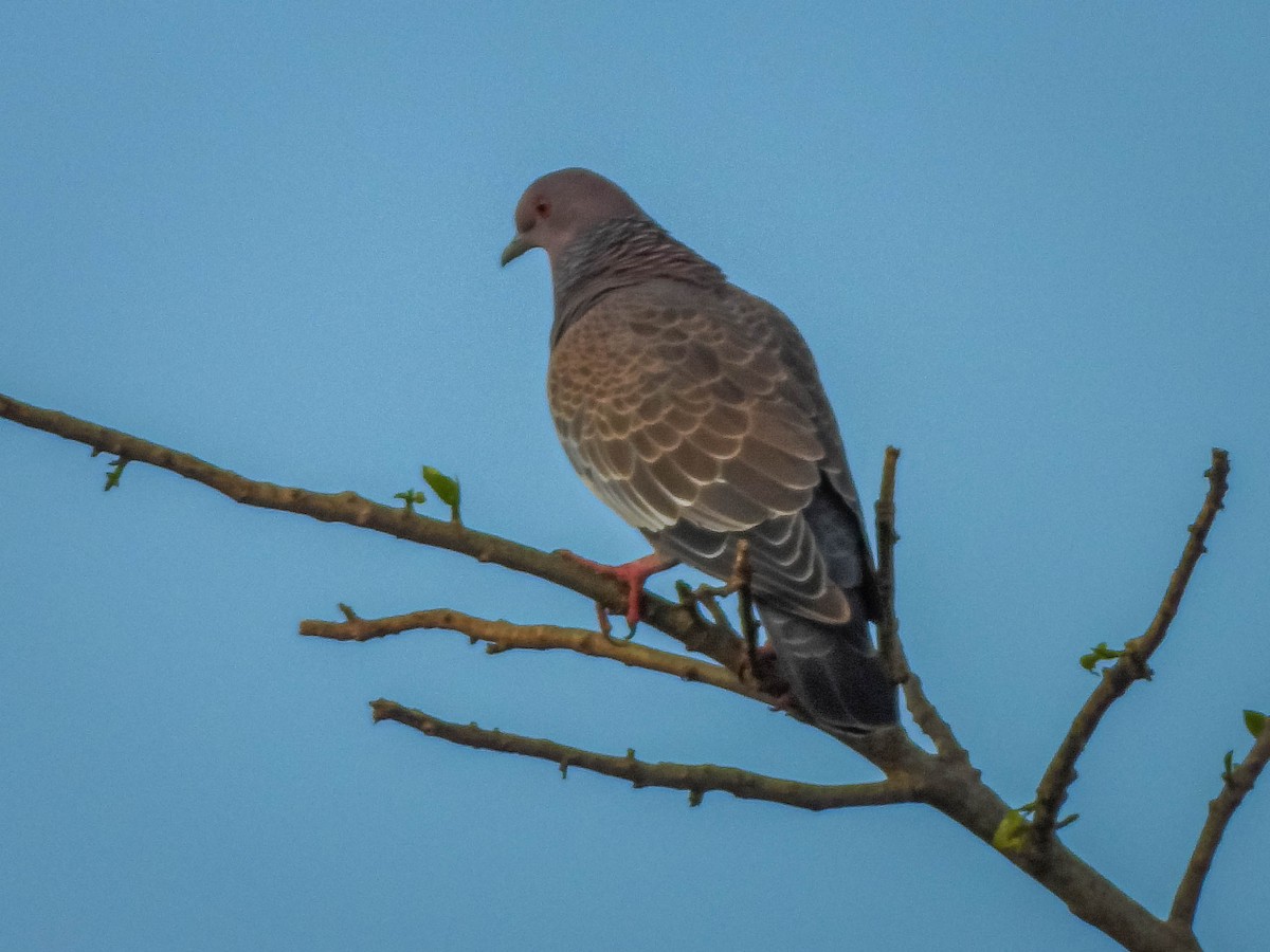 Paloma Picazuró - ML645703340