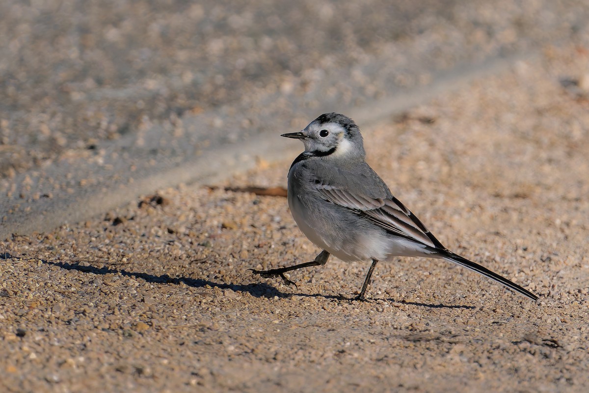 White Wagtail - ML645703348