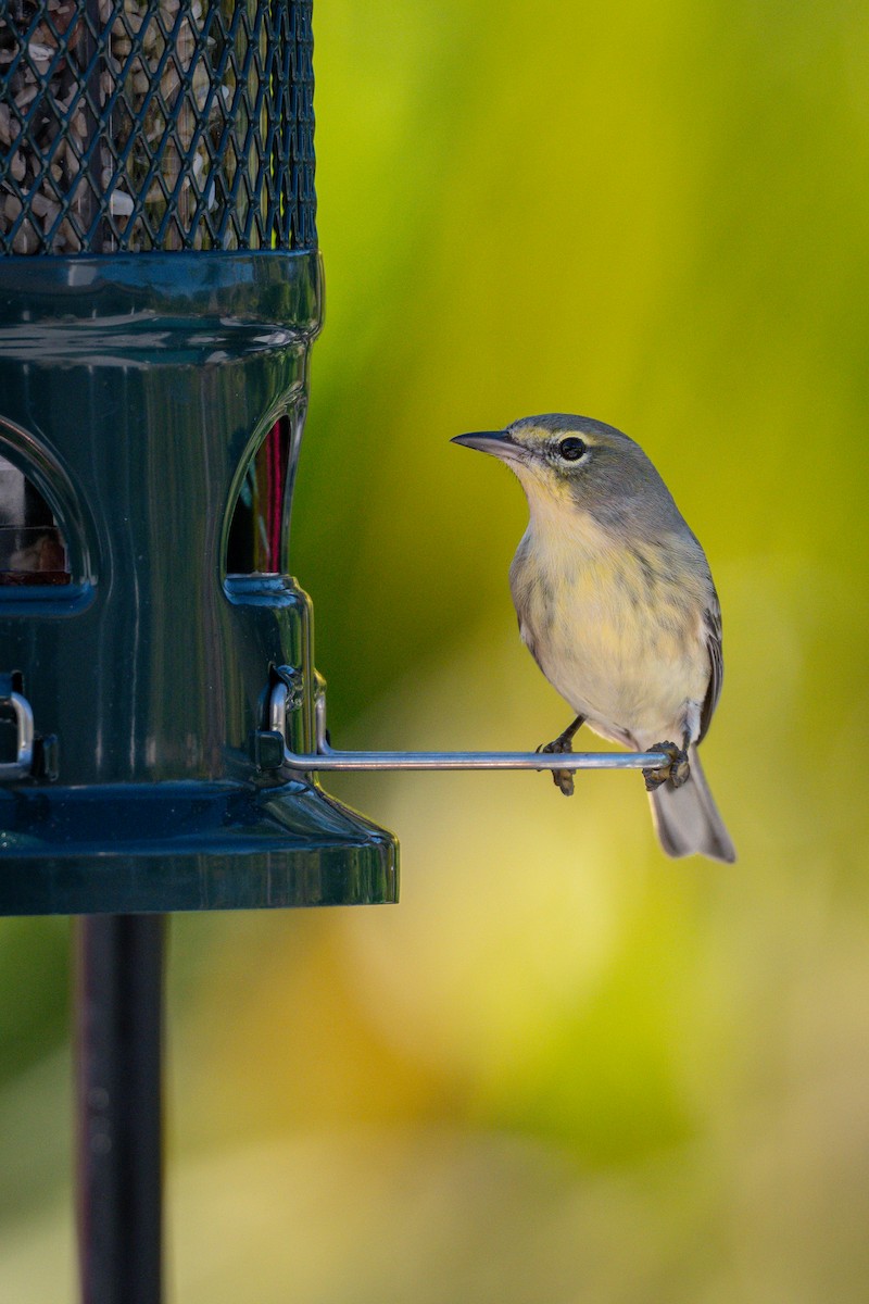 Pine Warbler - ML645703352