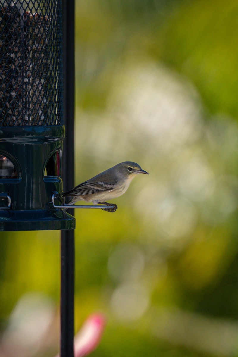 Pine Warbler - ML645703353