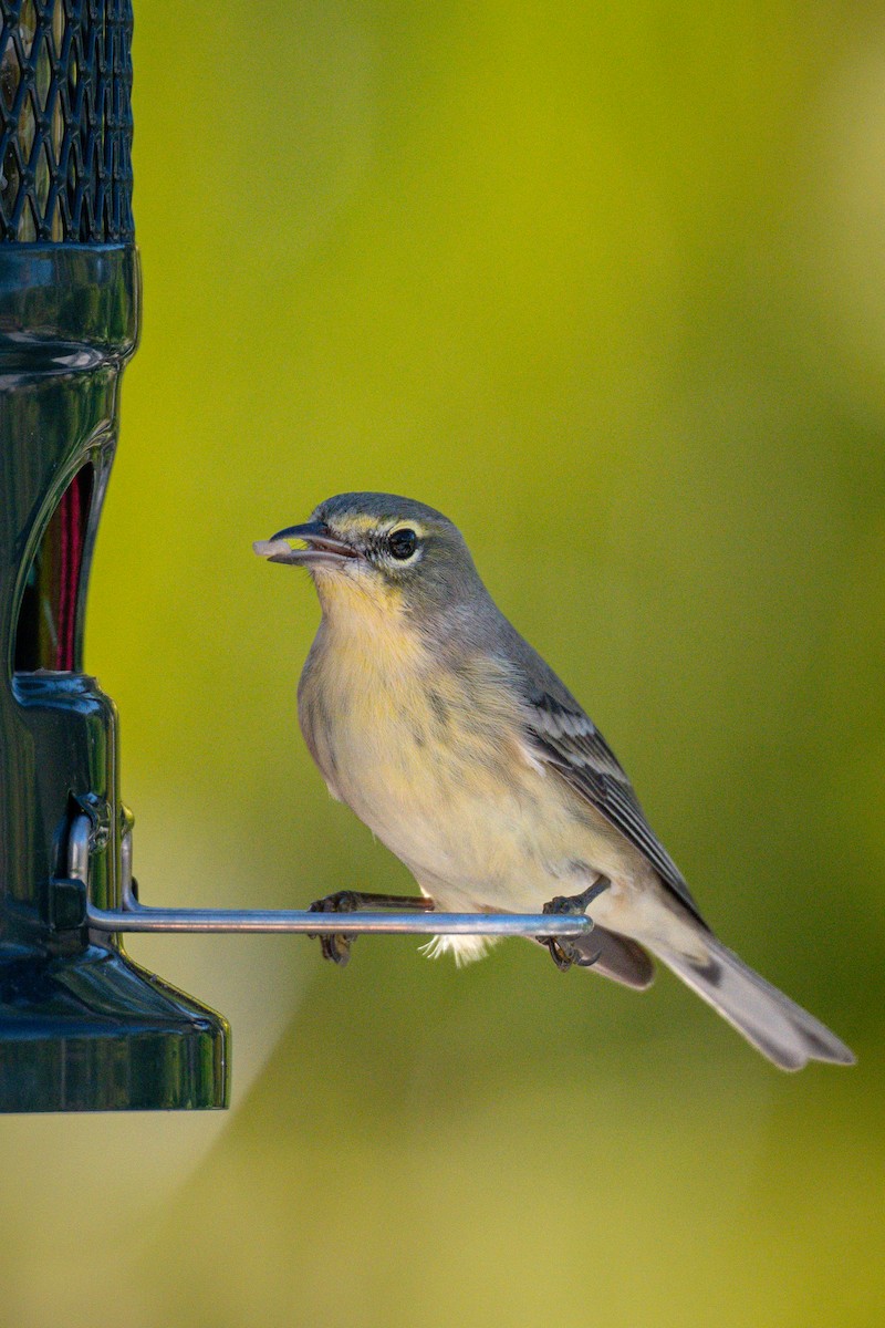 Pine Warbler - ML645703354