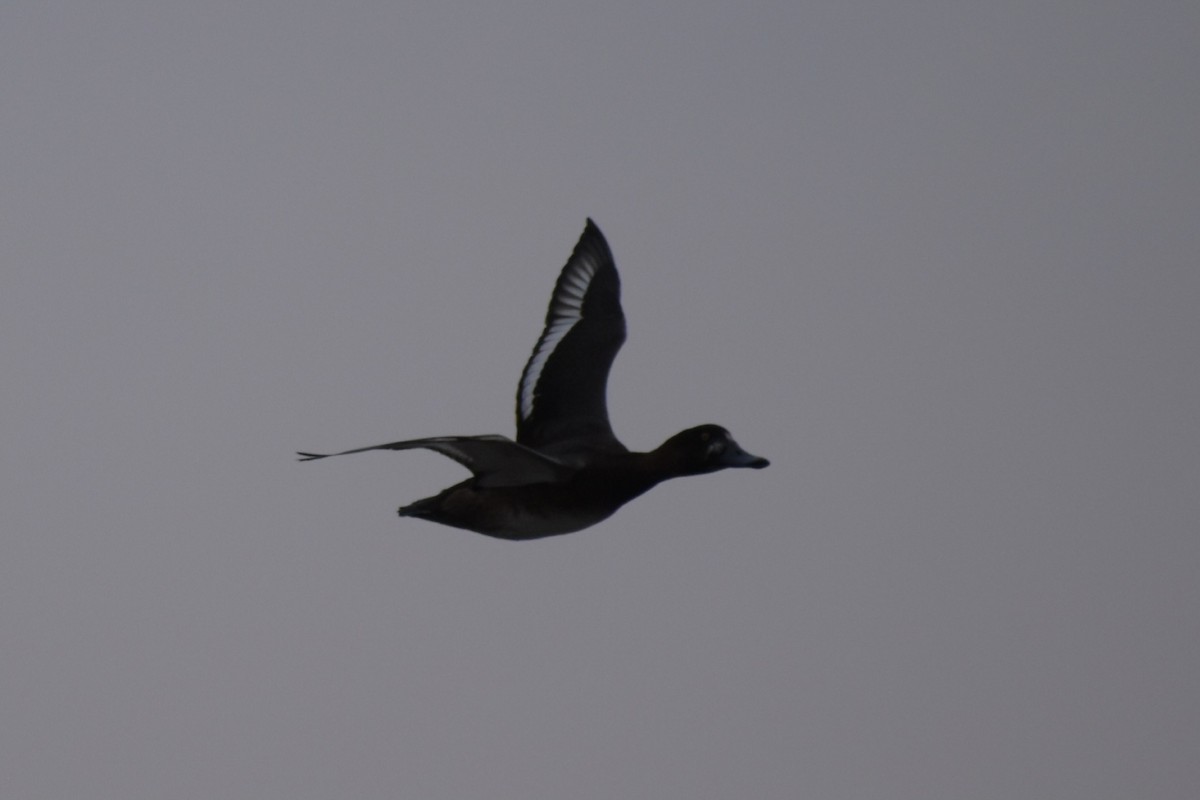 Greater Scaup - ML645703355