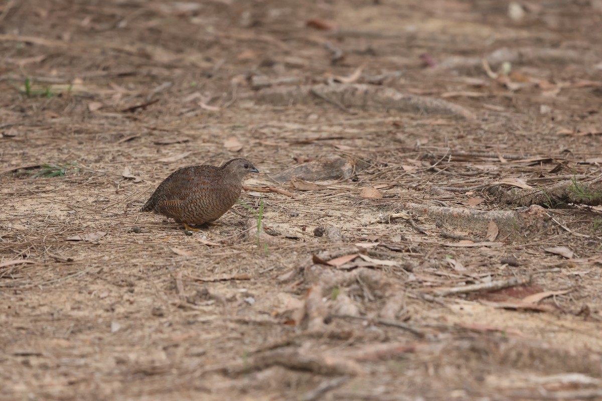 Brown Quail - ML645703357