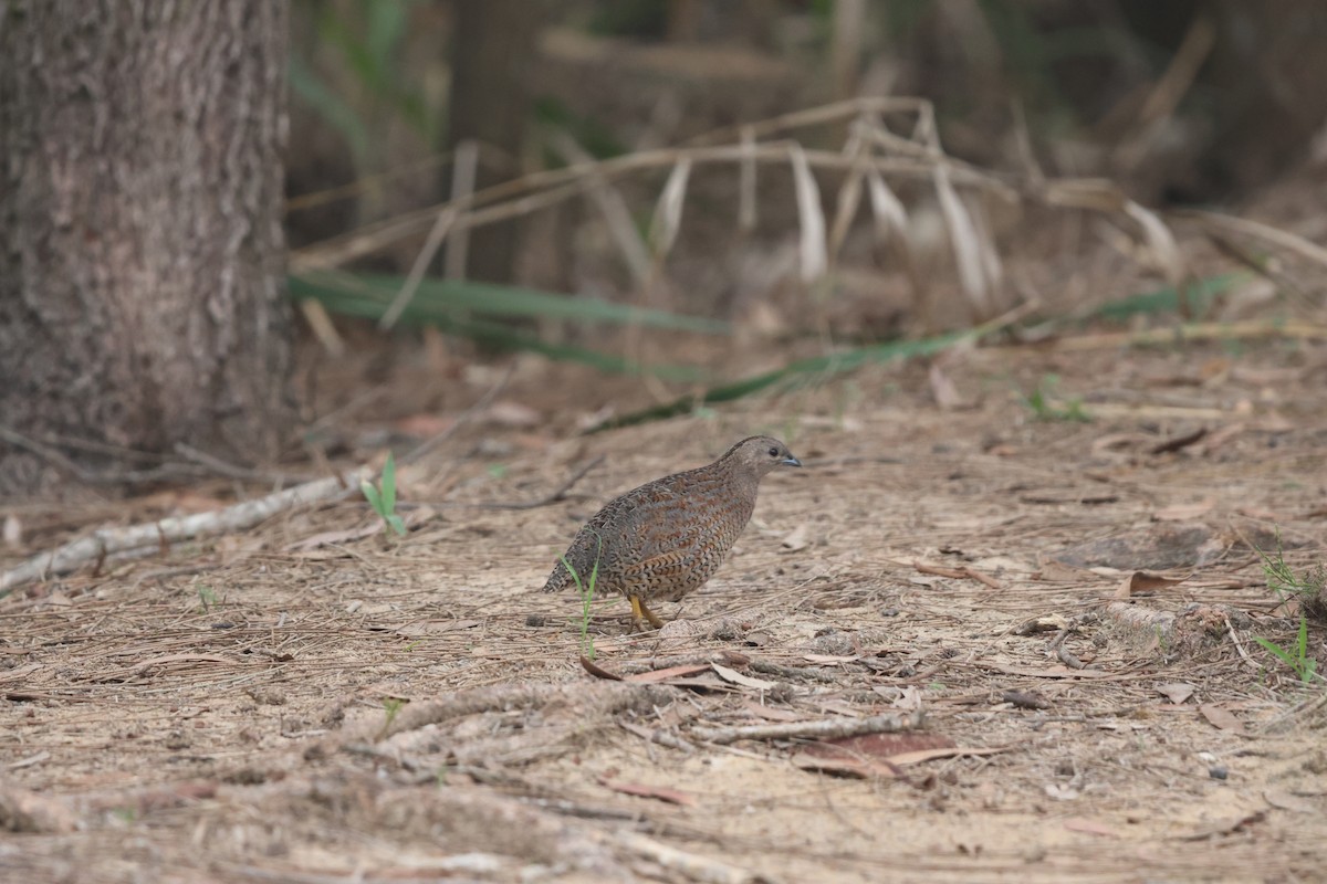 Brown Quail - ML645703358