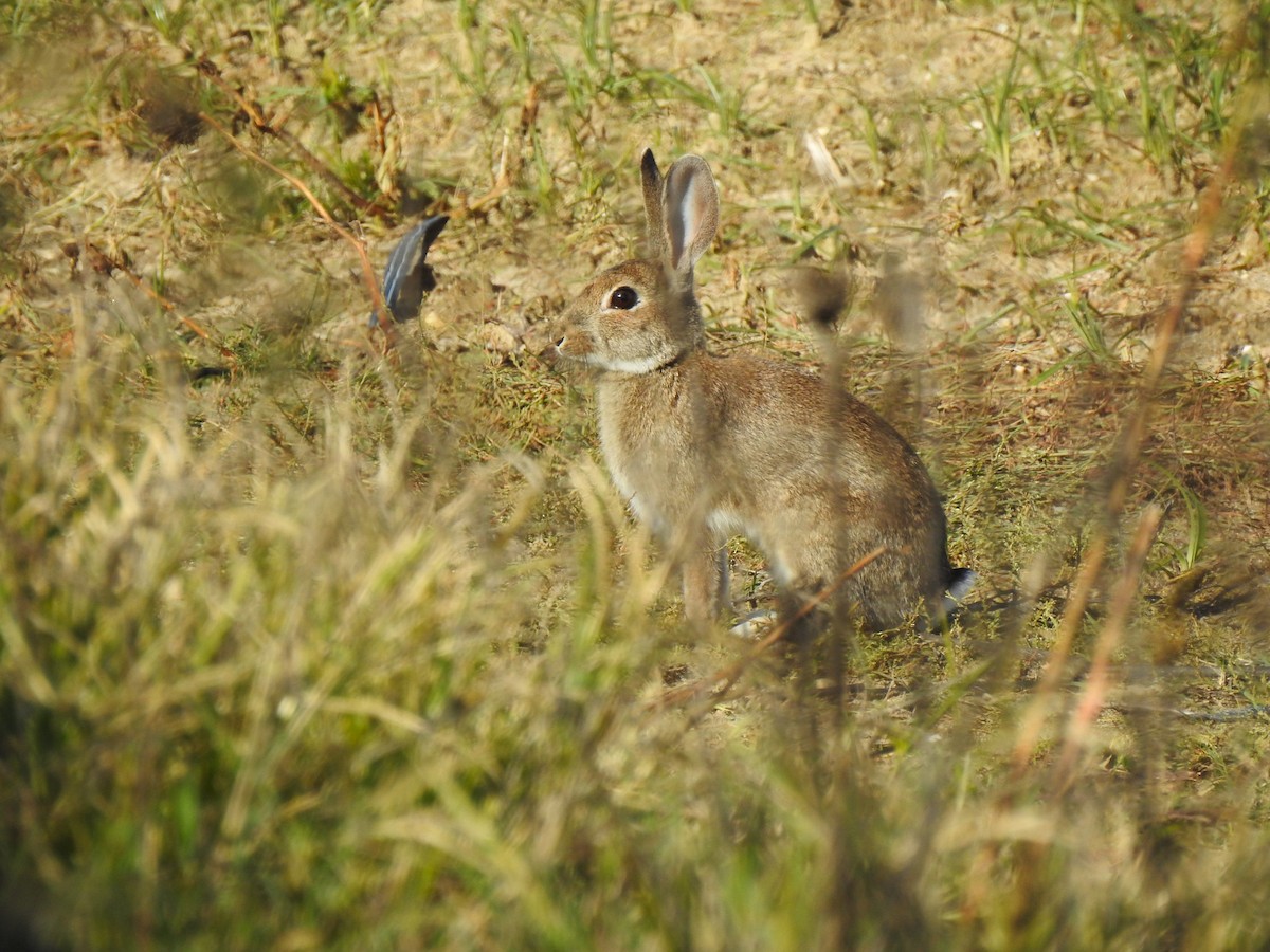 European Rabbit - ML645703363