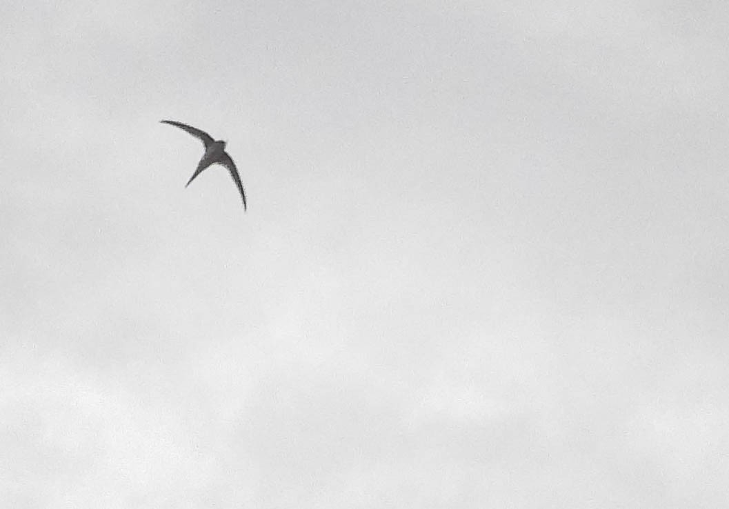 Fork-tailed Palm Swift - ML645703365