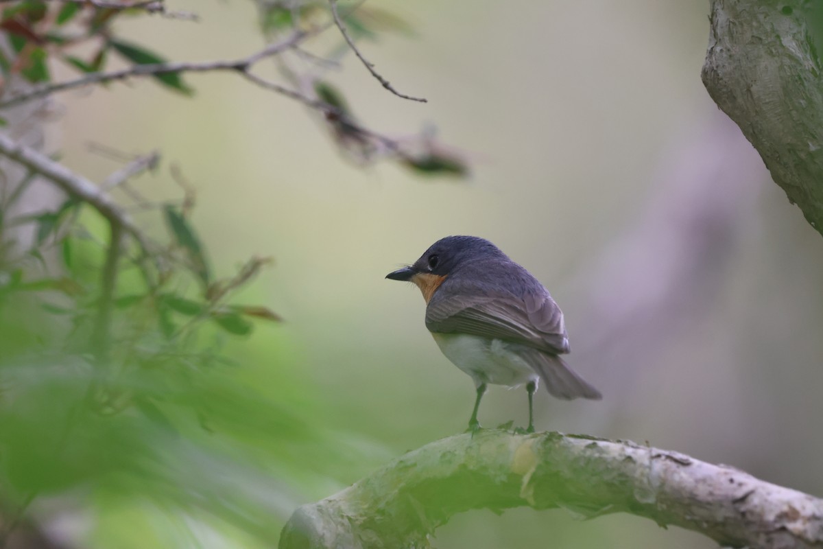 Leaden Flycatcher - ML645703366