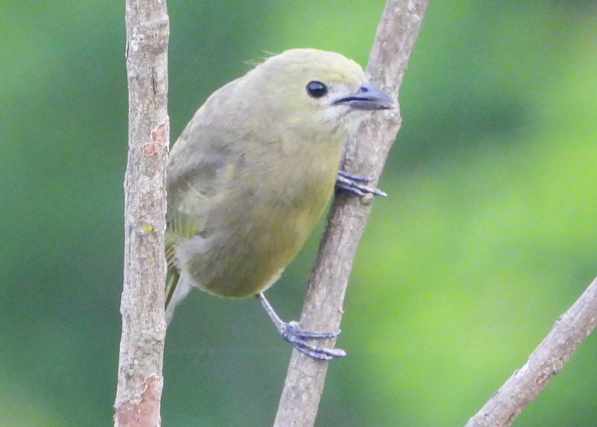 Palm Tanager - ML645703367