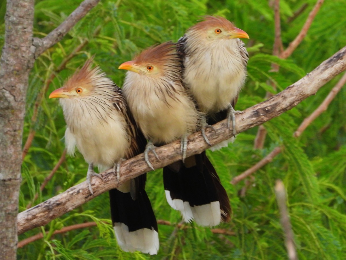 Guira Cuckoo - ML645703368