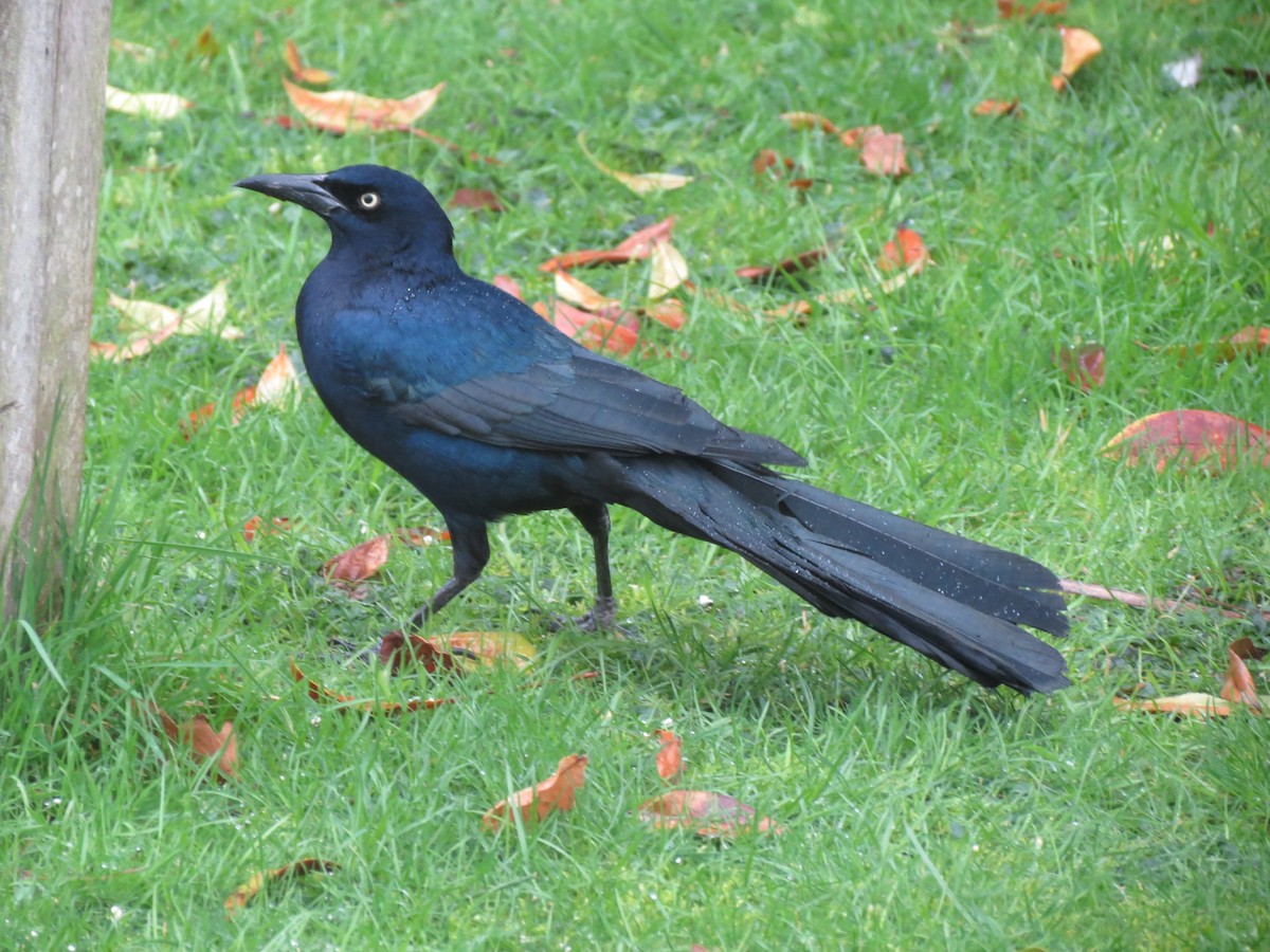 vlhovec člunoocasý - ML645703371