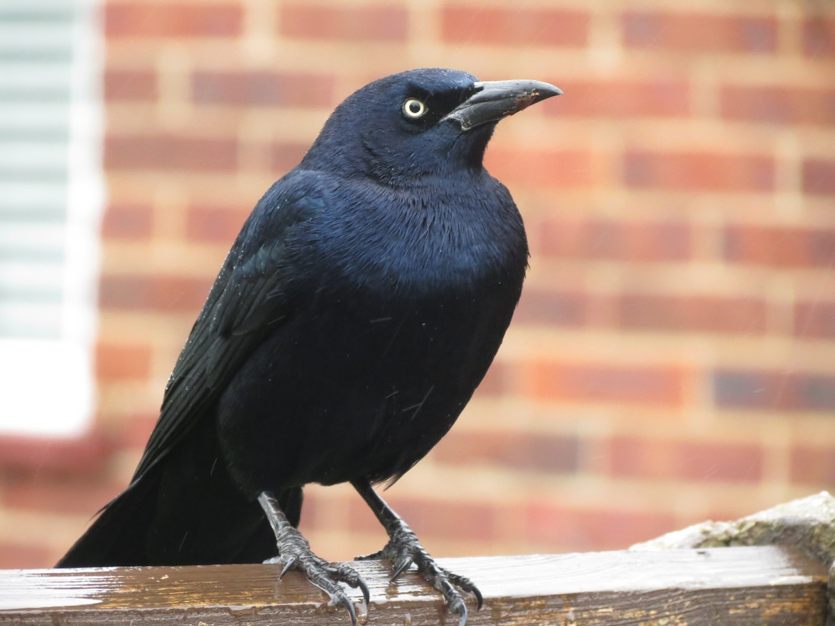 vlhovec člunoocasý - ML645703372