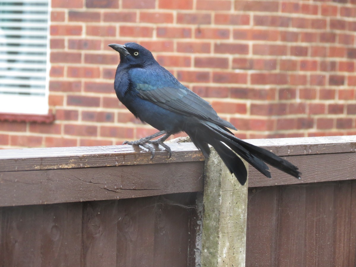 vlhovec člunoocasý - ML645703373