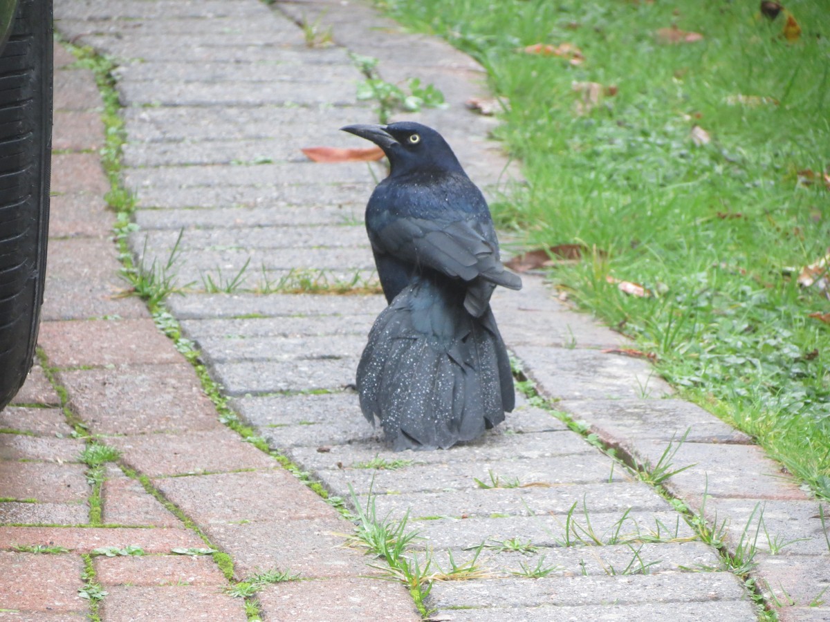 vlhovec člunoocasý - ML645703374