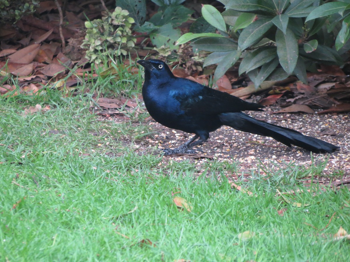 vlhovec člunoocasý - ML645703375