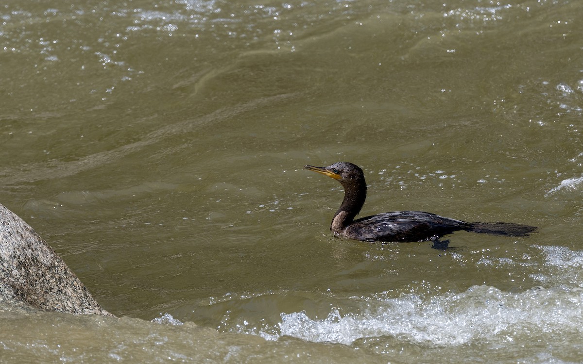 Neotropic Cormorant - ML645703376