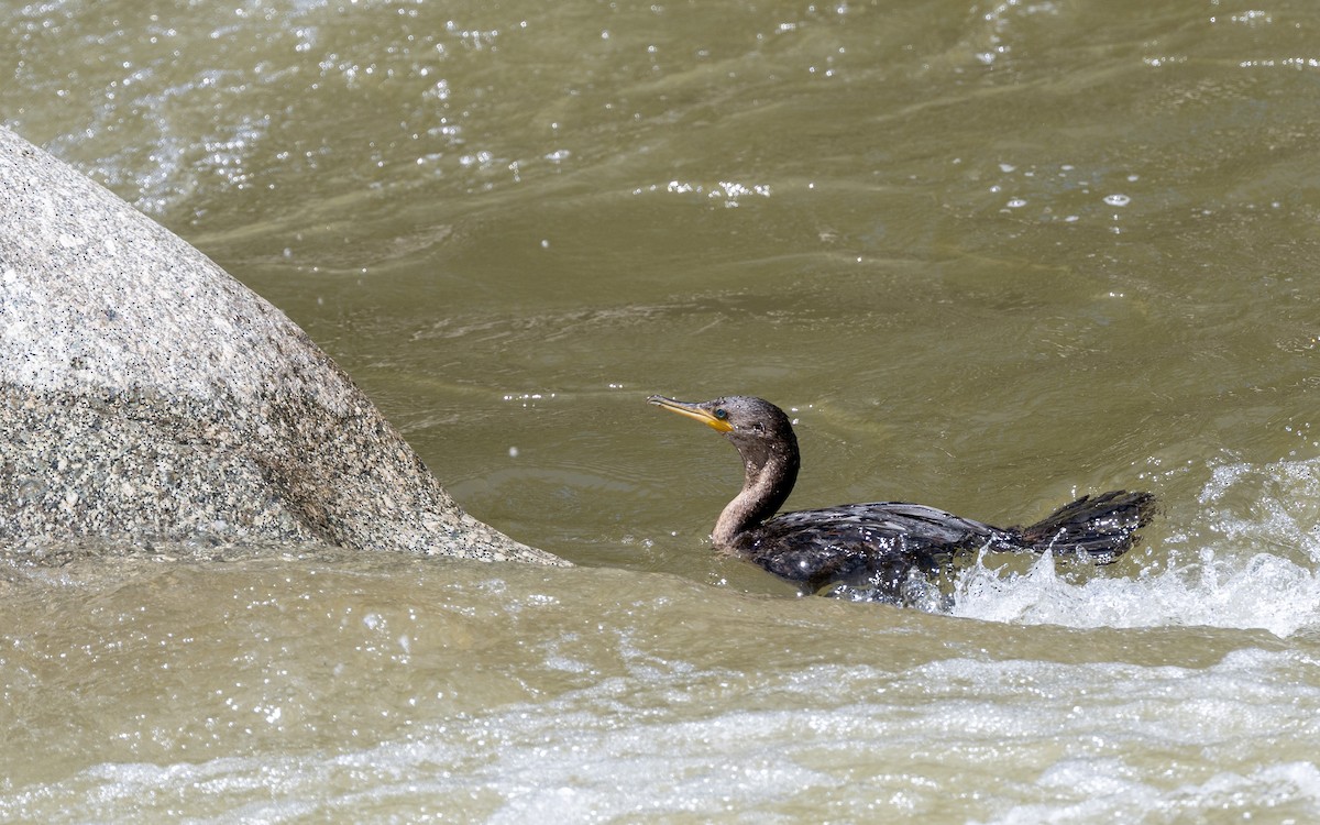 Neotropic Cormorant - ML645703377