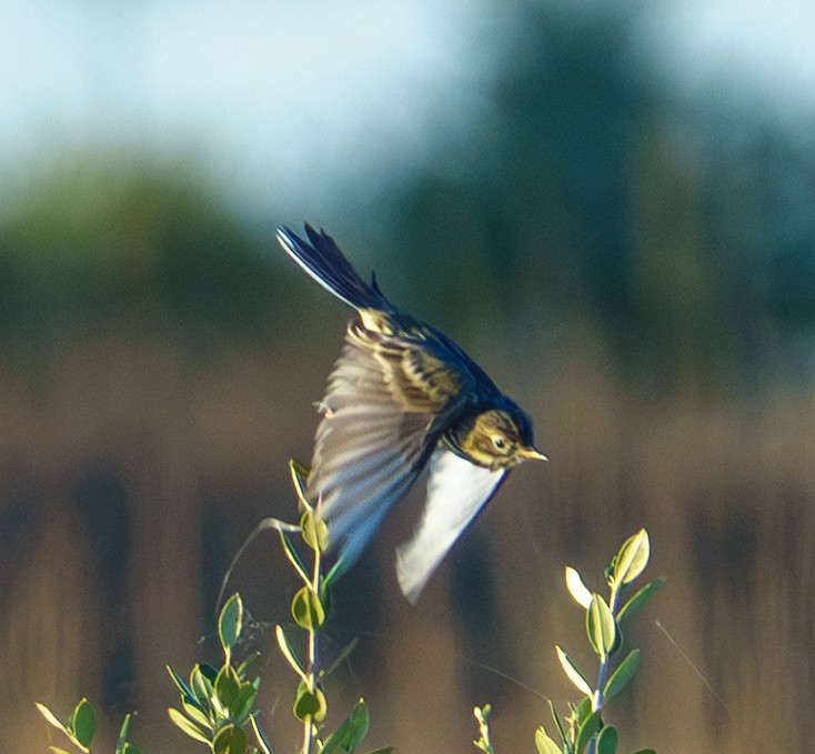 Meadow Pipit - ML645703378