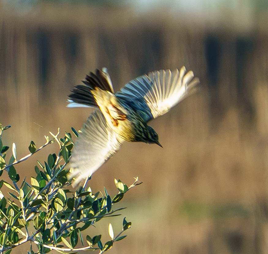Meadow Pipit - ML645703379