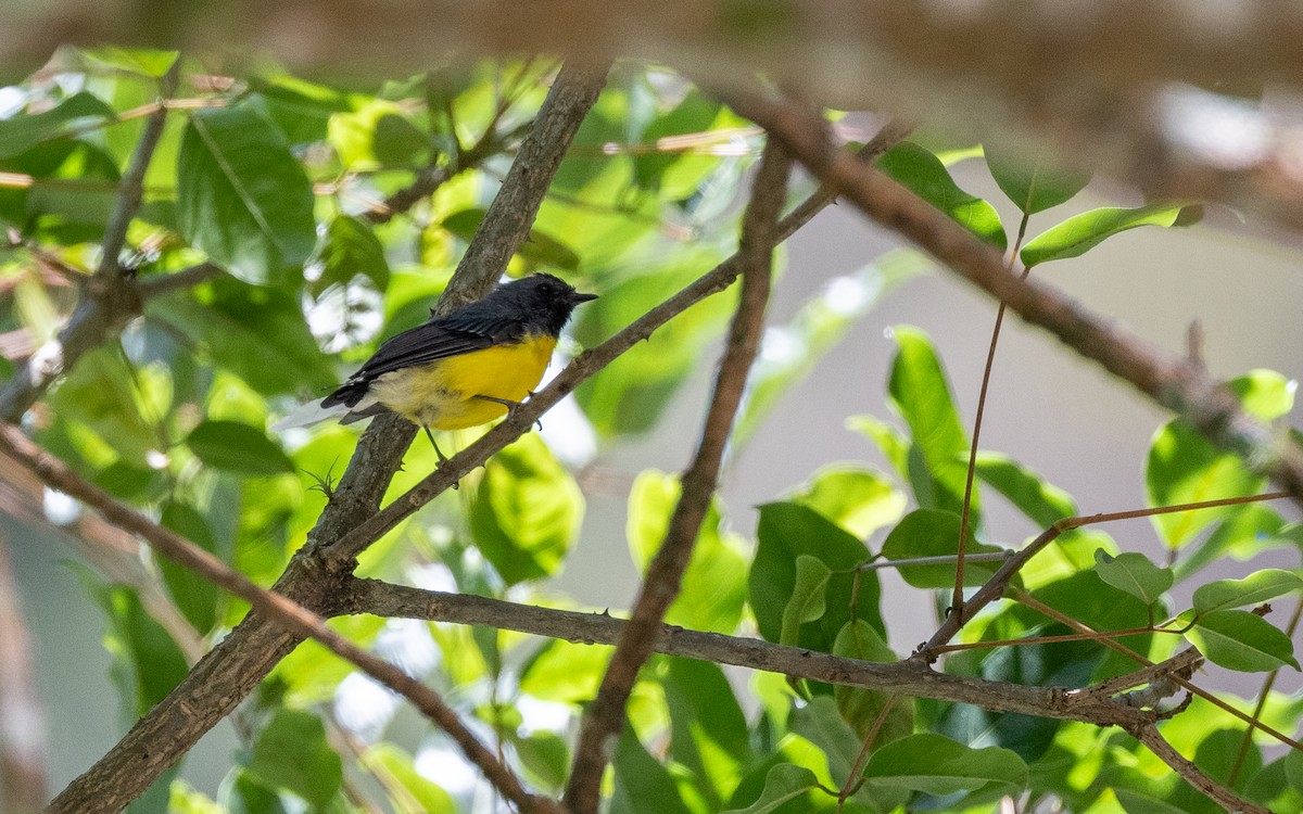 Slate-throated Redstart - ML645703380