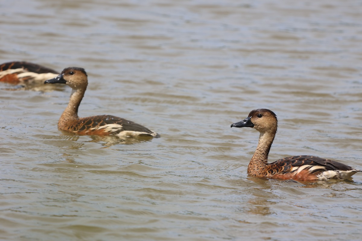 Wandering Whistling-Duck - ML645703381