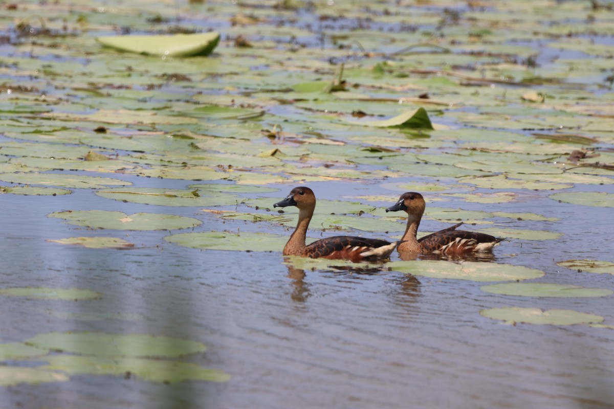 Wandering Whistling-Duck - ML645703382