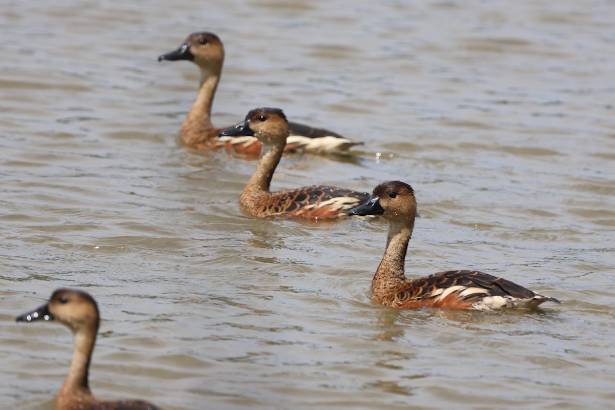 Wandering Whistling-Duck - ML645703383
