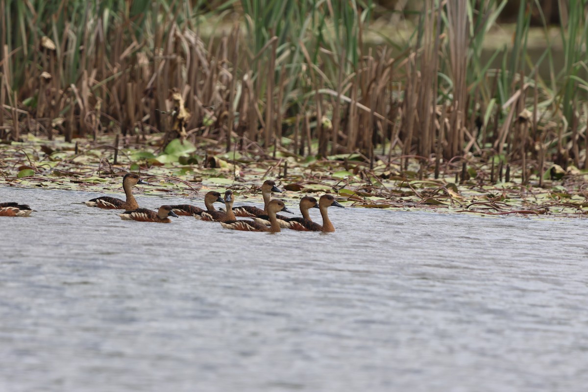Wandering Whistling-Duck - ML645703384