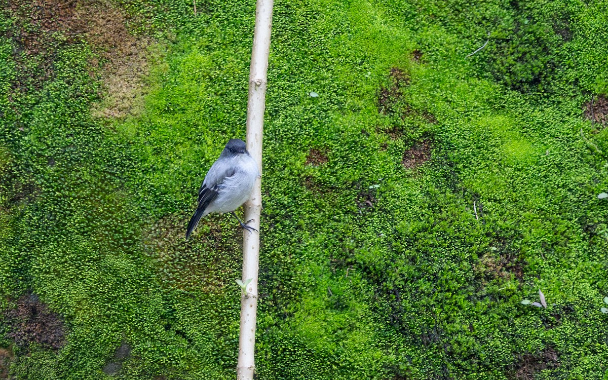 Torrent Tyrannulet - ML645703385