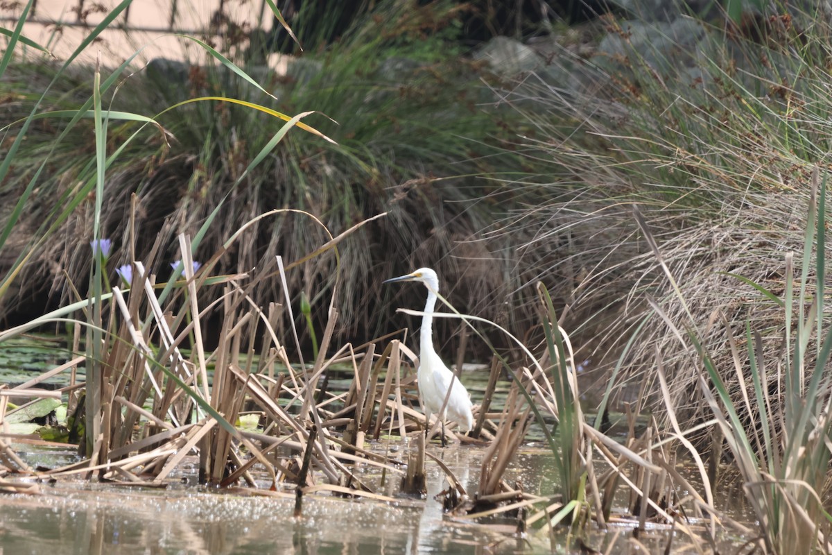 Little Egret - ML645703387