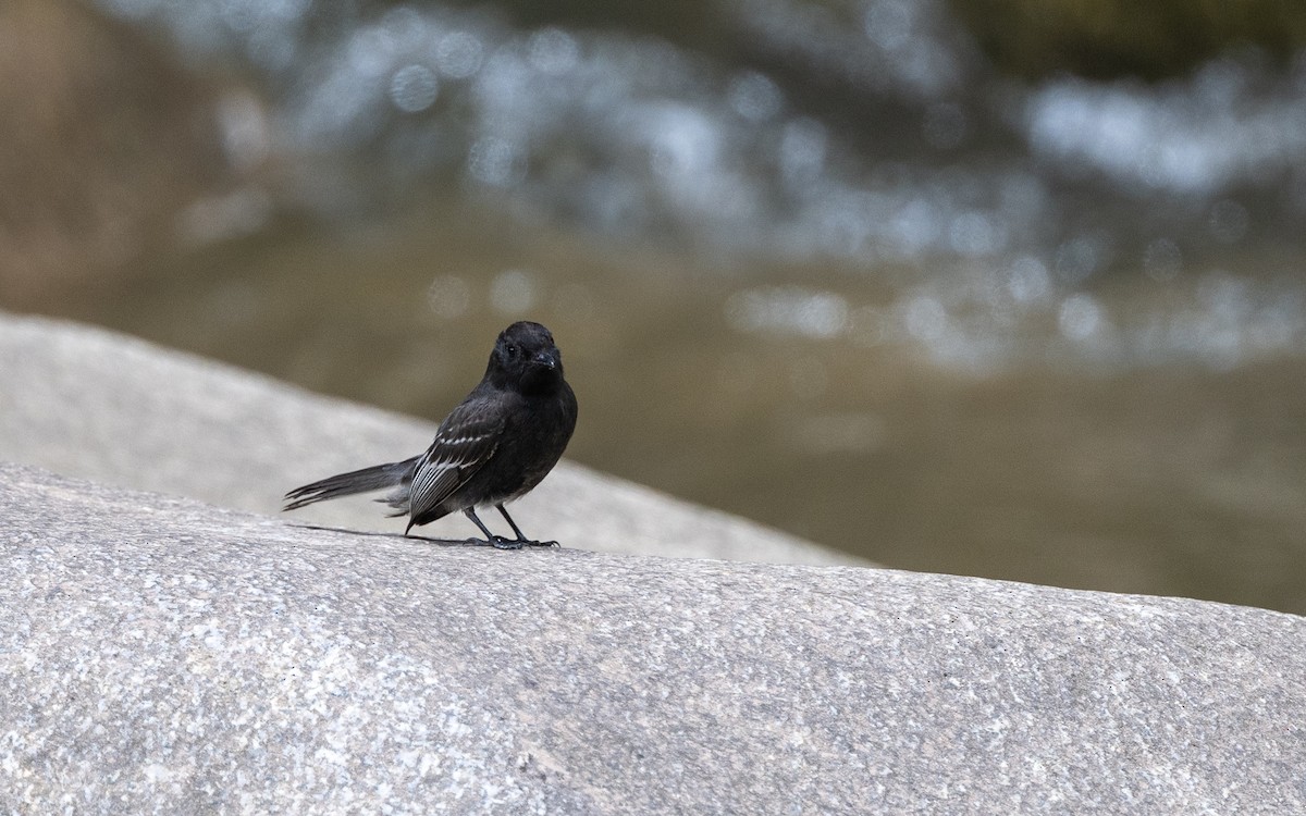 Black Phoebe - ML645703388