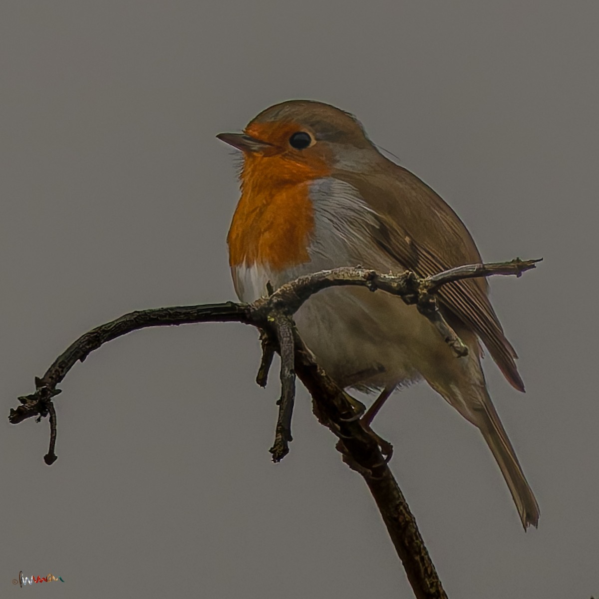 European Robin - ML645703391