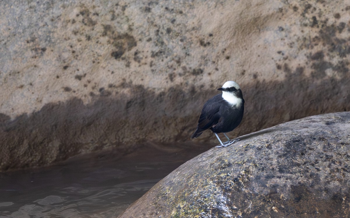 White-capped Dipper - ML645703392