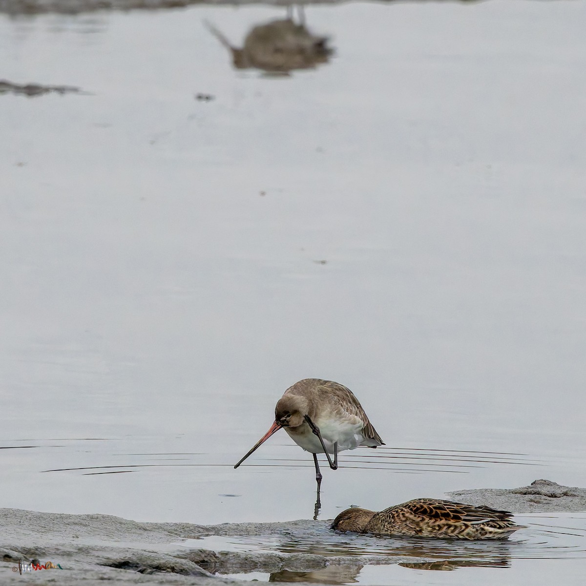 Black-tailed Godwit (Icelandic) - ML645703393