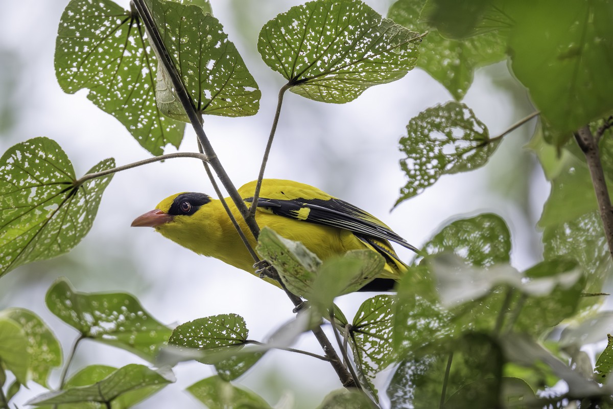Black-naped Oriole - ML645703394