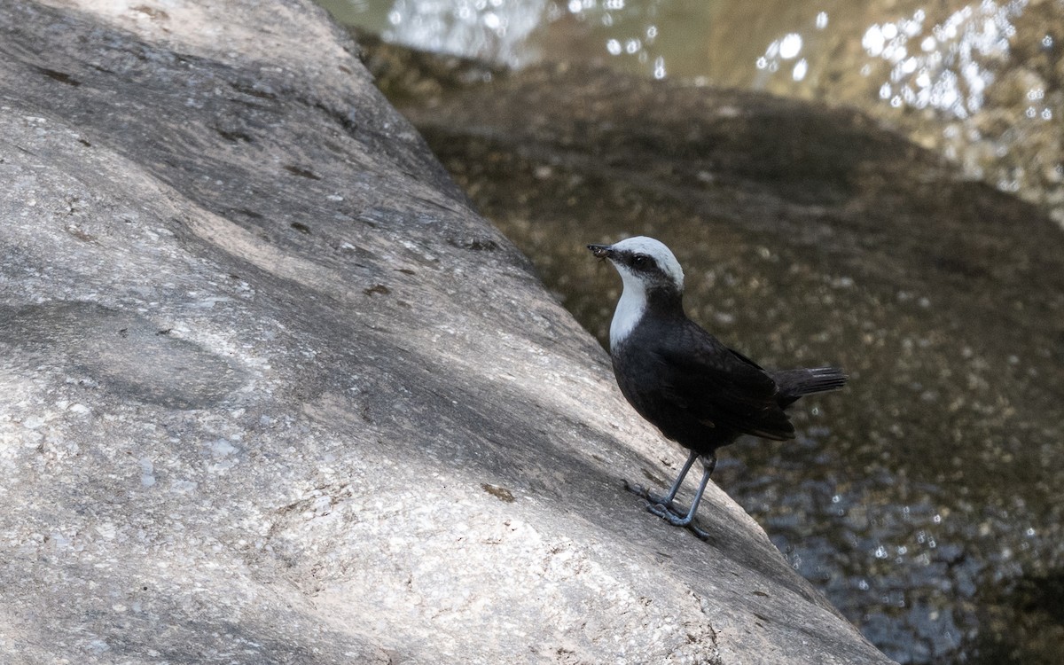 White-capped Dipper - ML645703395