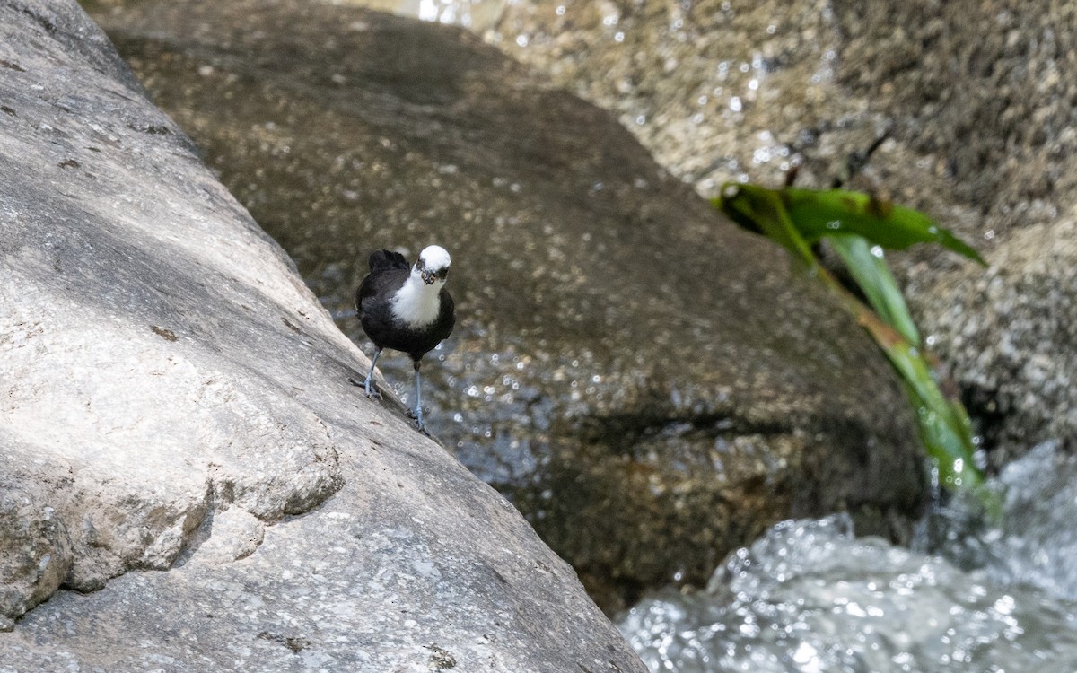 White-capped Dipper - ML645703396