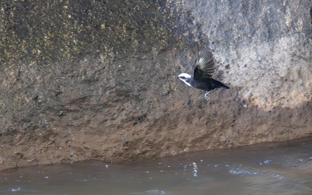 White-capped Dipper - ML645703397