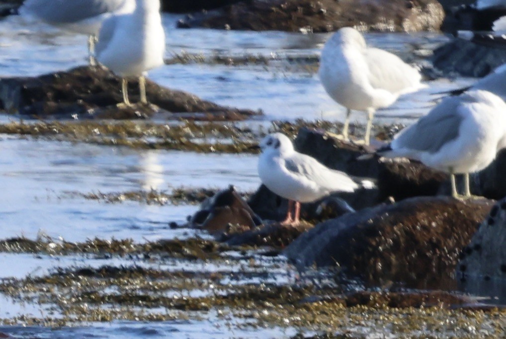 Bonaparte's Gull - ML645703398