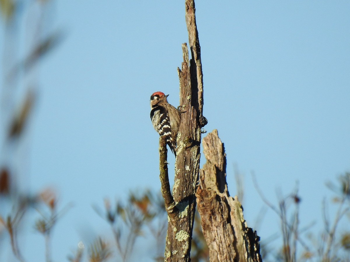 Lesser Spotted Woodpecker - ML645703399