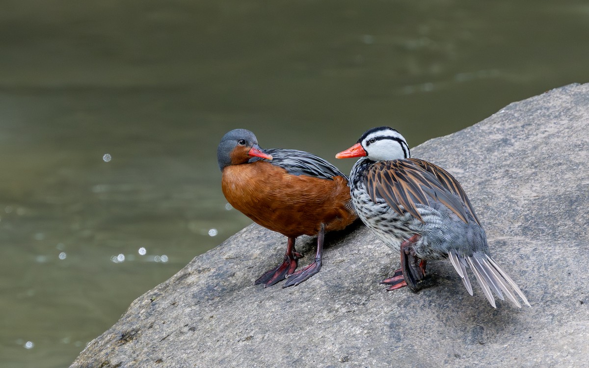 Torrent Duck - ML645703400