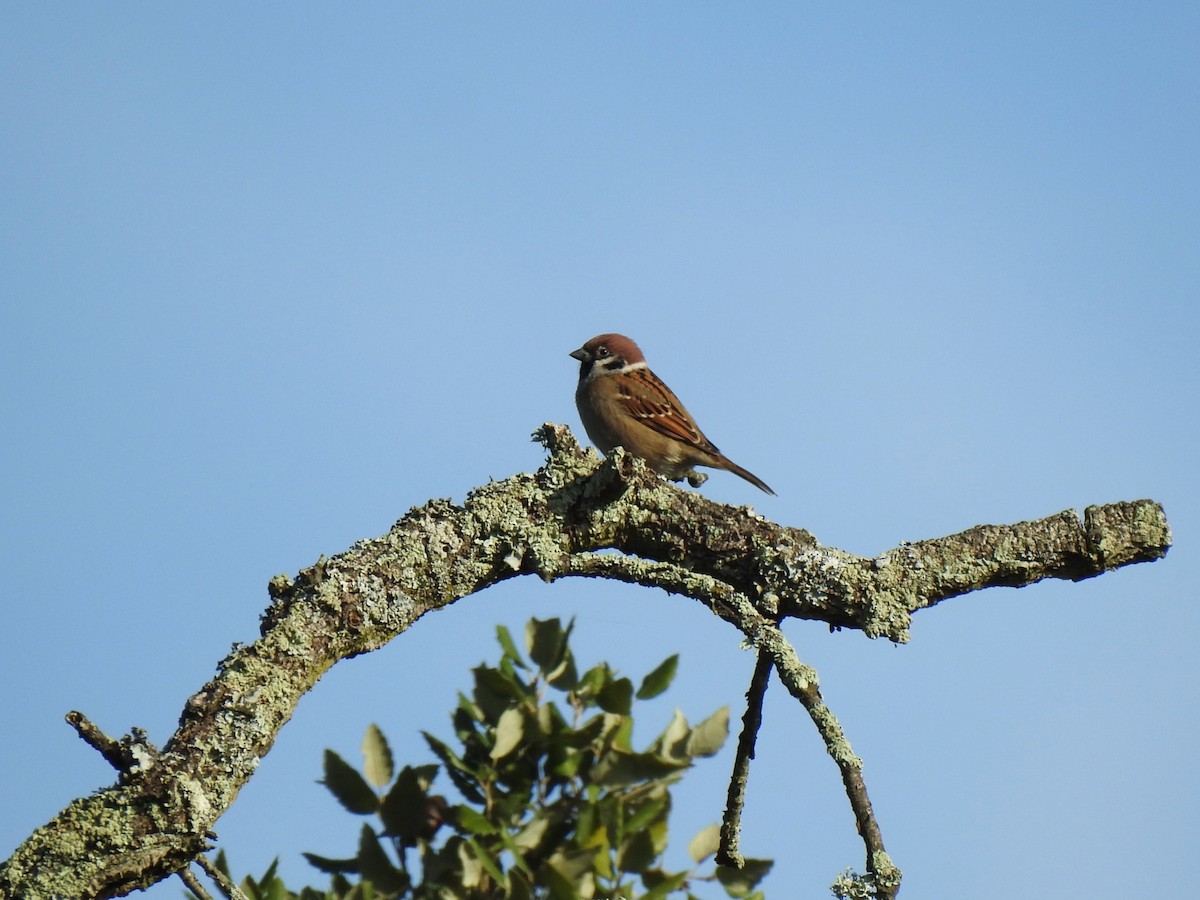 Eurasian Tree Sparrow - ML645703407