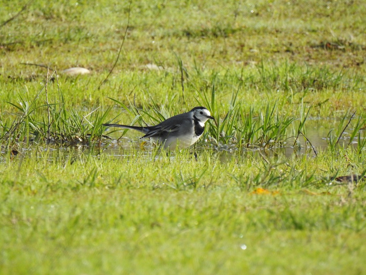White Wagtail - ML645703408