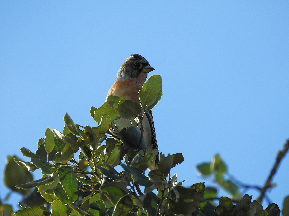 Brambling - ML645703409