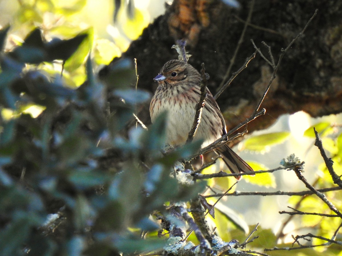 Cirl Bunting - ML645703414