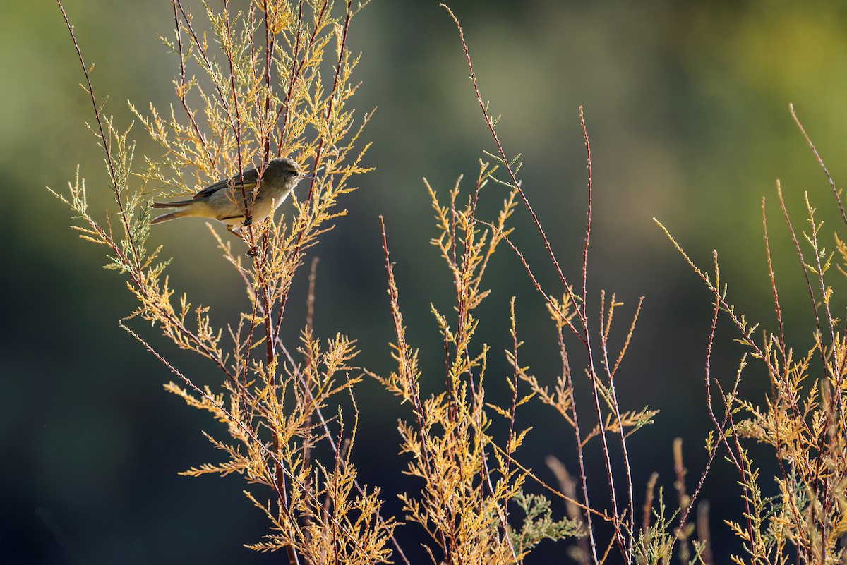 Common Chiffchaff - ML645703426