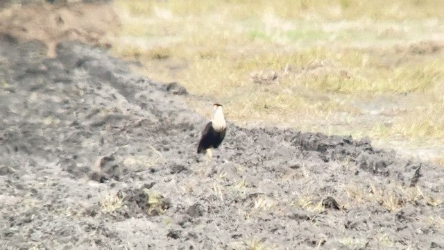 Crested Caracara - ML645703458
